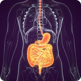 body highlighting GI tract part of Gastrointestinal cancers