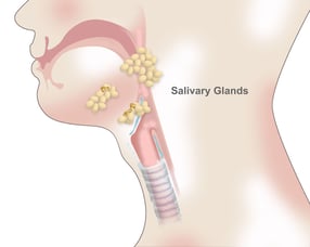 Salivary-Gland-Cancer