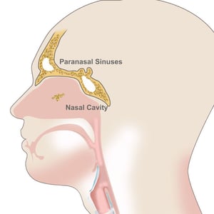 paranasal-sinuses-nasal-cavity