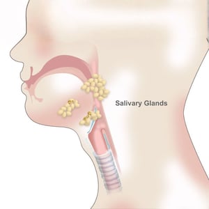 salivary-glands